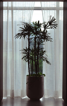 An elegant indoor plant positioned beautifully by a window, softened by sheer white curtains, creating a calming atmosphere filled with natural light and tranquility.