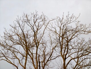 Fototapeta premium Barren branches reach sky. Bare twigs stretch into air. Leafless limbs extend into pale sky