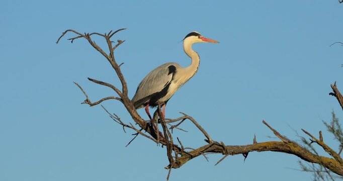 Grey heron, Ardea cinerea, perched on it s dormitory tree, the Camargue, Southern France