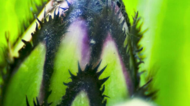 Cornflower inside UK garden MACRO PRORES