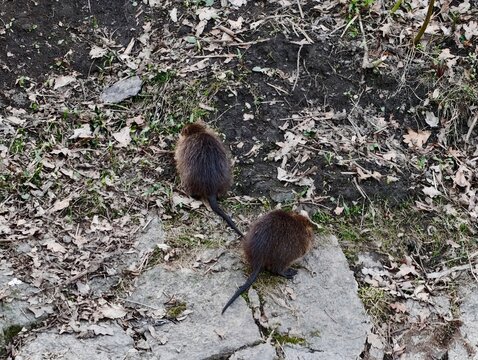 Pair of nutria cross rocky landscape heading towards darker soil beneath winter foliage remains