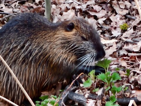 Nutria detailed closeup. Nutria face with textured fur. Close view of nutria chewing vegetation