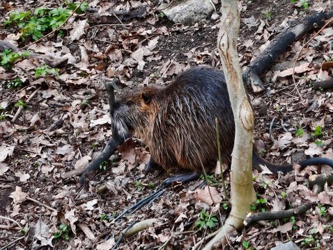 Detailed image of resting coypu from close range. Detailed portrait capturing coypu at base of tree