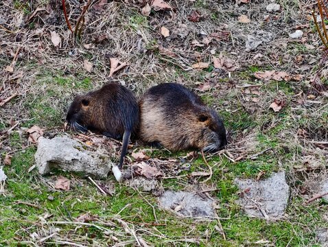 Loveable creatures nestled among leaves. Cuddling coypus resting with intertwined tails on soft earth