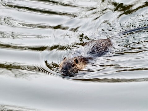 Nutria moves carefully on calm water surface. Vigilant nutria explores tranquil pond environment carefully