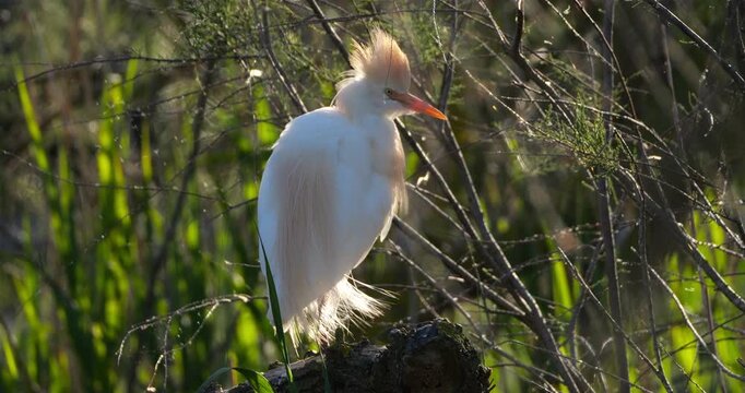 Western cattle egrets (bubulcus ibis) cleanig its feathers, the Camargue, Southern France