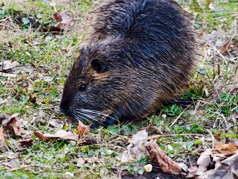 This semiaquatic rodent consumes fallen leaves and grass during seasonal foraging activities