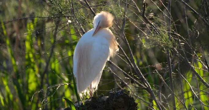Western cattle egrets (bubulcus ibis) cleanig its feathers, the Camargue, Southern France