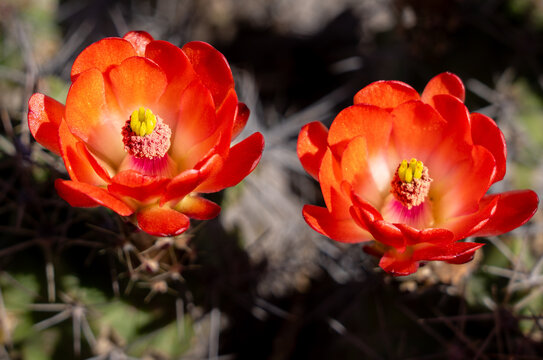 Red Claret Cup Cactus flowers with green cactus background.