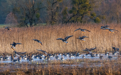 Gęsi podczas lądowania na rzece Narew © taddor