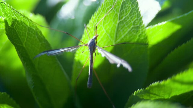 Dragonfly on green leaf in sunlight UK garden MACRO PRORES
