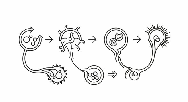 Biological cell division and development process in sequence