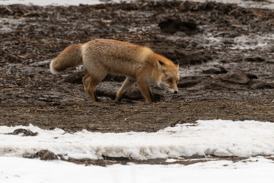 Renard roux