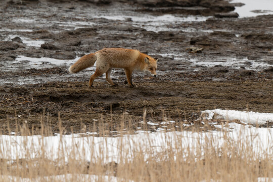 Renard roux