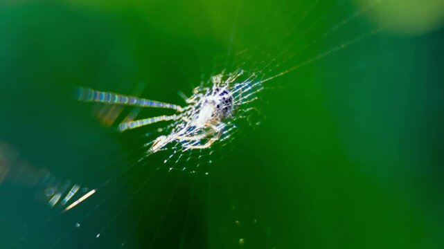 Spider on web in sunlight UK garden MACRO PRORES