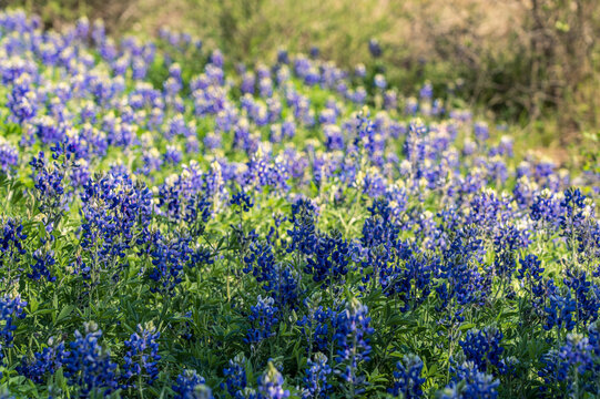 Close-up of bright blue and purple bluebonnet wildflowers covering a field, with blurred green foliage background.