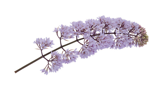 lilac isolated on white