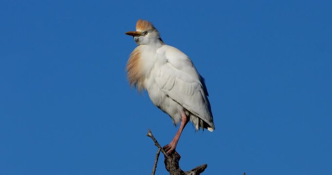 western cattle egrets (bubulcus ibis) perched against the blue sky, the Camargue, Southern France