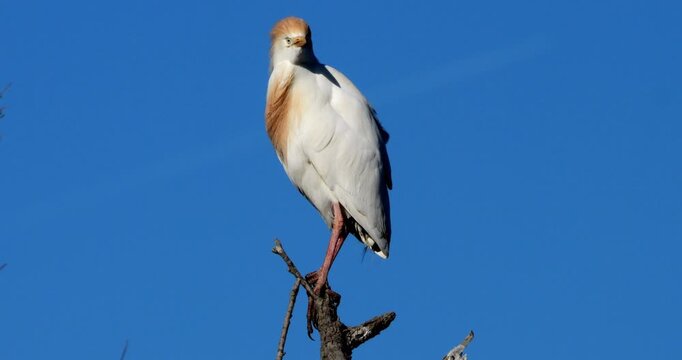 western cattle egrets (bubulcus ibis) perched against the blue sky, the Camargue, Southern France