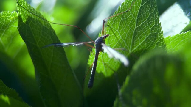 Dragonfly on green leaf in sunlight UK garden MACRO PRORES