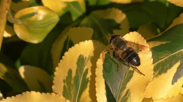 Hornet wasp climbing on Japanese spindle yellow leaves