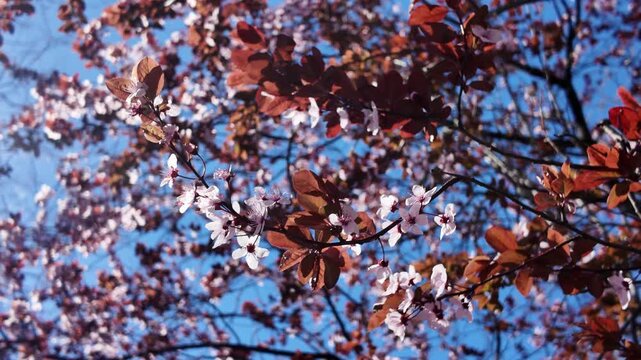 pink blossoms blow in the spring breeze on Brooklyn tree