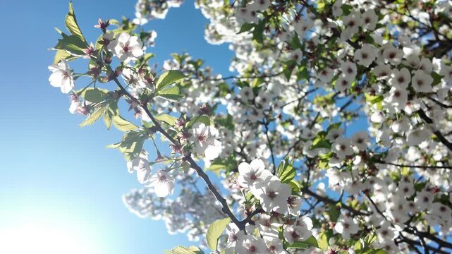 crabapple tree blossoms blow in the breeze