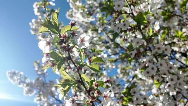 alt crabapple tree blossoms blow in the breeze