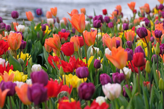 Orange tulipa, tulip &lsquo;Orange Emperor&rsquo; , red tulip &lsquo;Escape&rsquo; and purple tulip &lsquo;negrita&rsquo; in flower.
