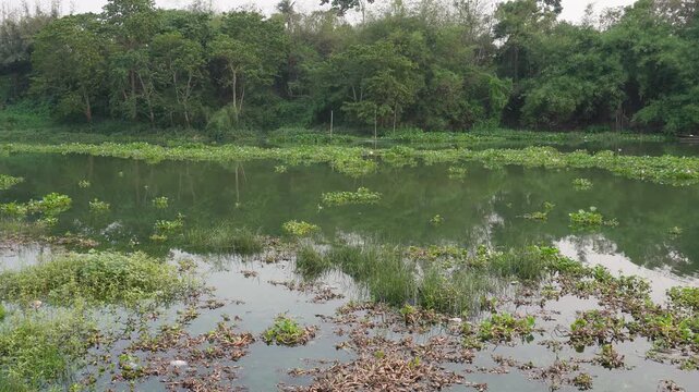 Serene Pond with Aquatic Plants
