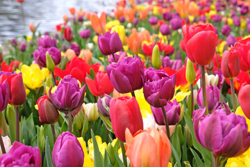 Obraz premium Red tulip, tulipa ‘Escape’ and purple tulip ‘negrita double’ in flower.