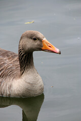 Graugans (Anser anser) © Martina Berg