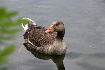 Graugans (Anser anser) © Martina Berg