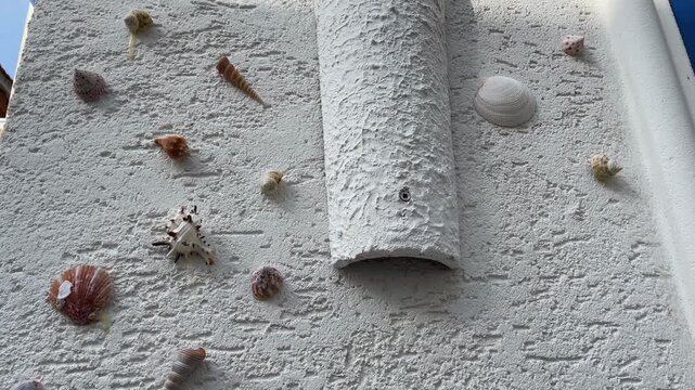 Seashells on white textured wall create natural decoration and artistic pattern background