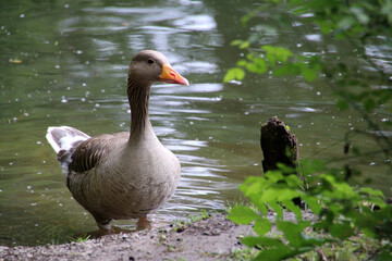 Graugans (Anser anser) © Martina Berg