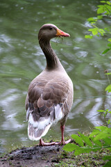 Graugans (Anser anser) © Martina Berg