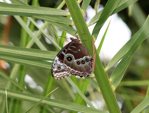 Blauer Morphofalter - Peleides blue morpho