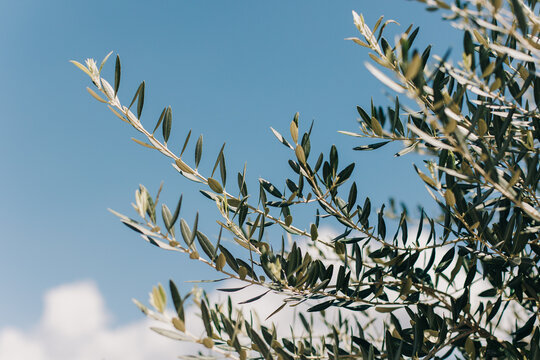Fresh branches of olive tree on a blue sky background. Selective focus.