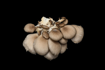 Fototapeta premium Fresh Pleurotus Ostreatus on Black Studio Background