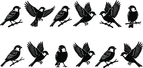 Sparrow bird vector set, flying and perching songbird silhouettes, black garden bird icons, woodcut style wildlife collection, nature graphic elements. © Mst