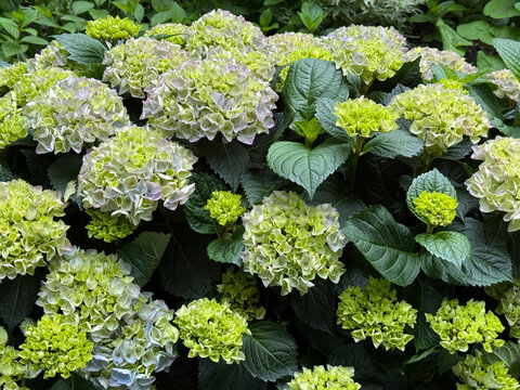 Bigleaf hydrangea green Hydrangea macrophylla.