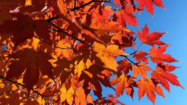 Low angle of vibrant autumn maple leaves against a bright blue sky on a sunny day