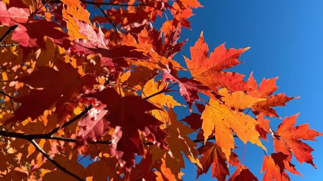 Brightly colored maple leaves in shades of red and orange dancing in the wind against a clear blue sky
