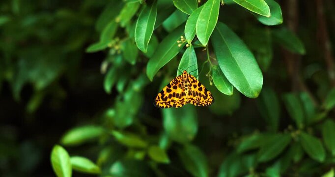 Vibrant orange moth with black spots. Perched on green foliage. Tropical garden setting. Macro photography. Natural lighting. High contrast.