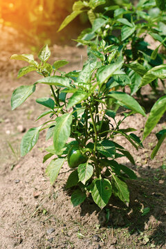 Young pepper plant growing in soil with small green fruits forming in sunny garden, organic agriculture and cultivation. Green pepper bush in open soil, vegetable growth in farming environment