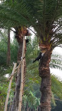 Palm Trees with Birds in Tropical Setting