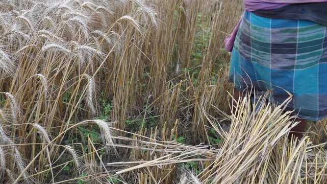 Traditional Wheat Harvest by Hand