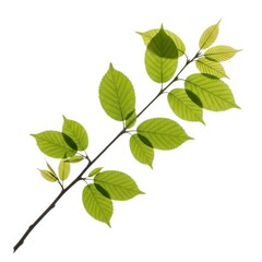 Fototapeta premium Branch with green leaves