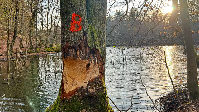 Tree damaged by beaver gnawing near Sippersfeld in palatinate Forest, Germany