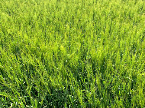 Hordeum vulgare or Barley field image.